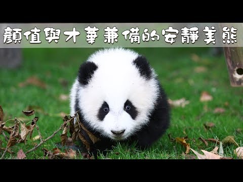 顏值與才華兼備的安靜美熊：“成浪” | iPanda熊貓頻道
