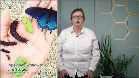 Module 01 Wrap Up | entomologist | insects | entomology lectures | notes | module 01.09