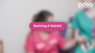 Bathing A Rabbit | Pet Health Advice by PDSA 45,367 views 1 year ago 1 minute, 18 seconds