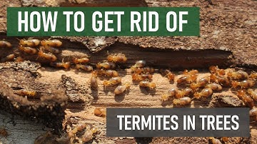 How to Get Rid of Termites in Trees [DIY General Termite Control]