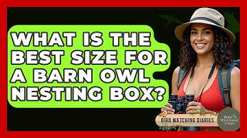 What Is The Best Size For A Barn Owl Nesting Box? - Bird Watching Diaries