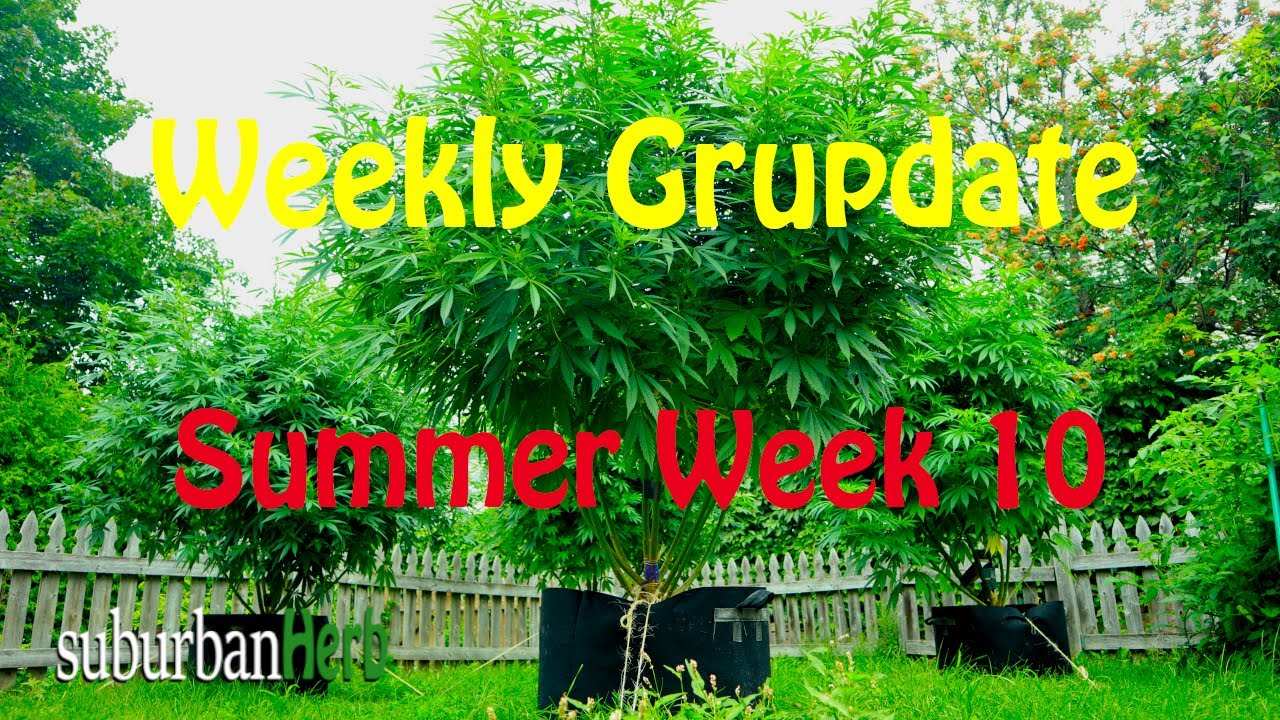 Outdoor Cannabis Grow in Ontario Canada. Week 10. Featuring Iranian Diesel, G-13 and autoflowers.