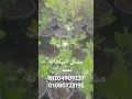 مشتل السلطانه نعمه دلفري لحد البيت لي اي كميات متوفر بااذان الله 01080723195ابوخالد01204909237 