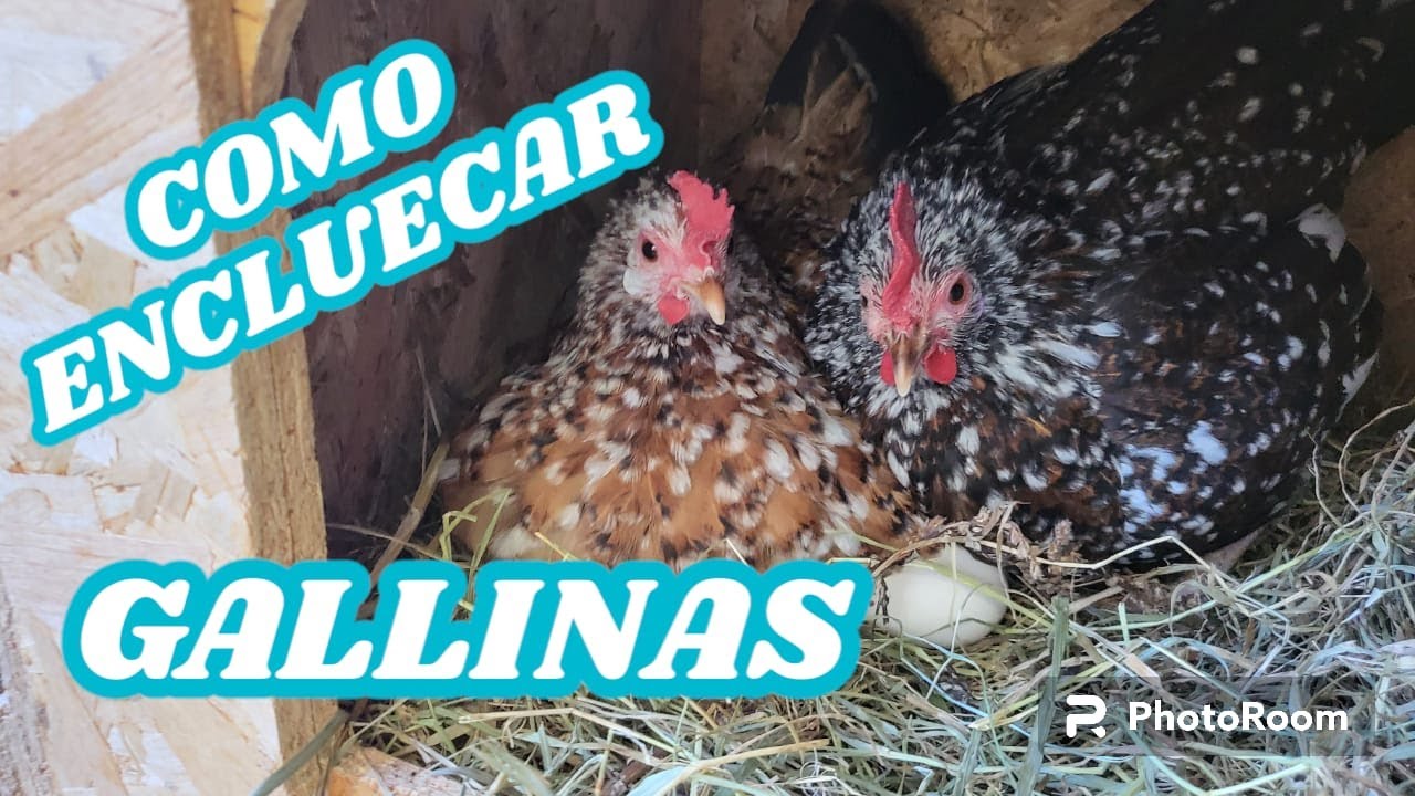 Como Poner Clueca A Una Gallina