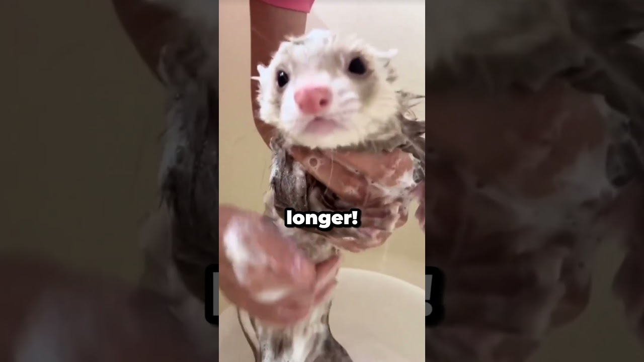 Bathing a Ferret: Fun Moments! 