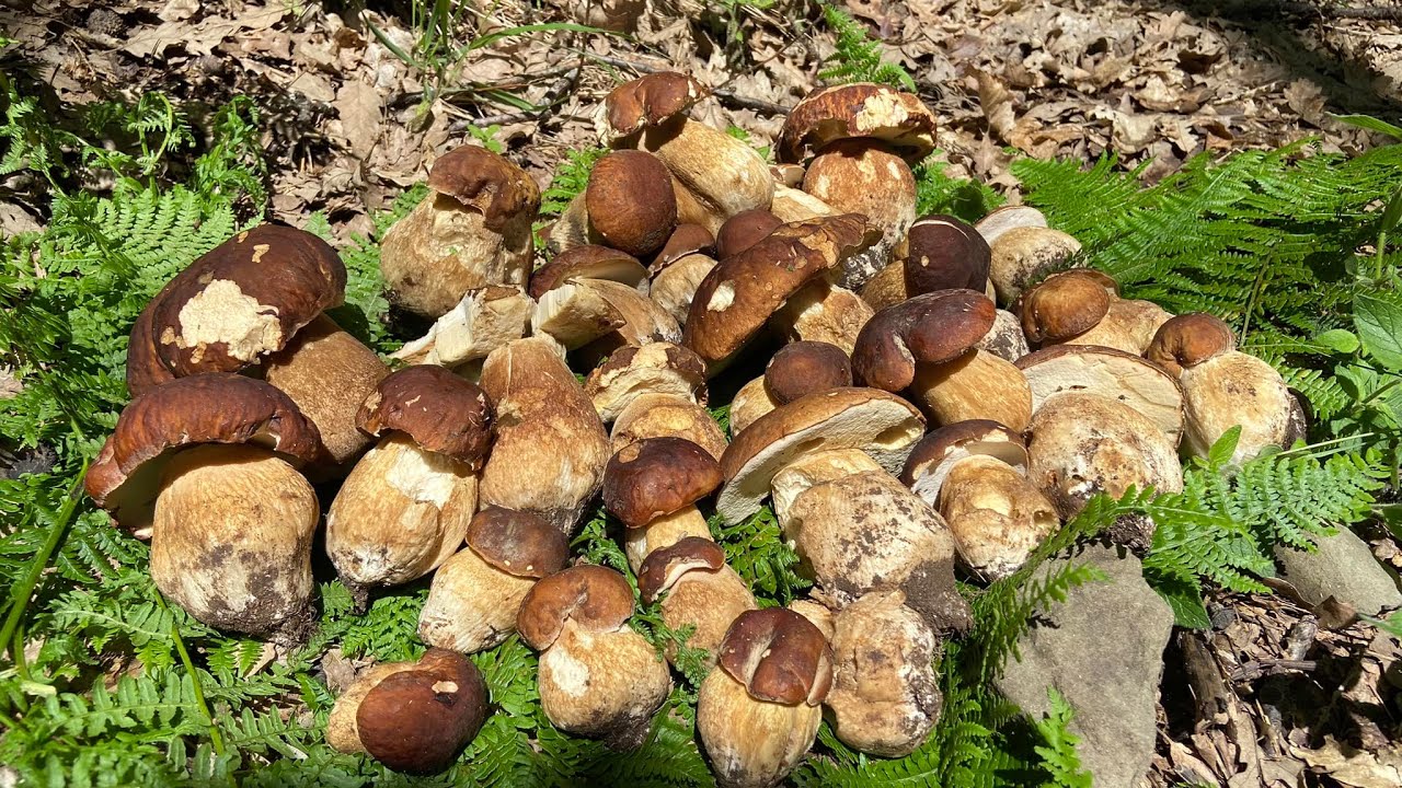 DOVE TROVARE I PRIMI PORCINI DELL’ANNO DOPO LE PIOGGE Gli estatini