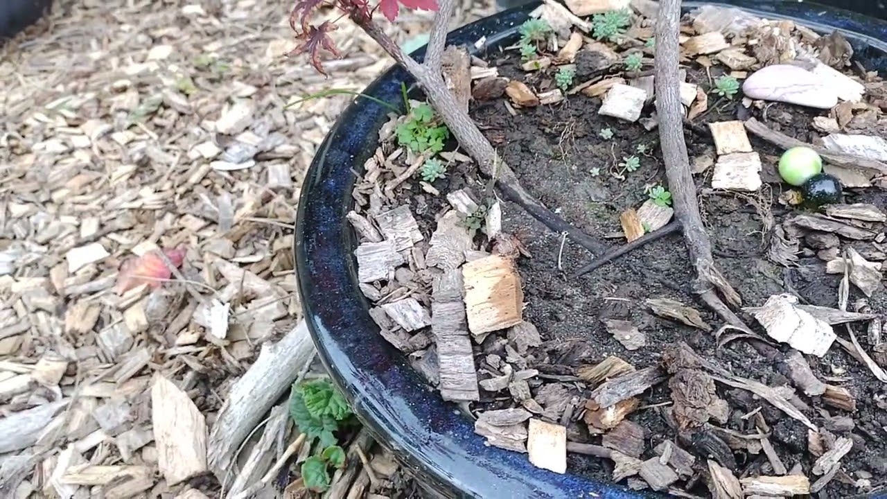 Japanese maple from ground layering update