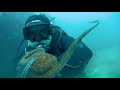 Berlengas  diving