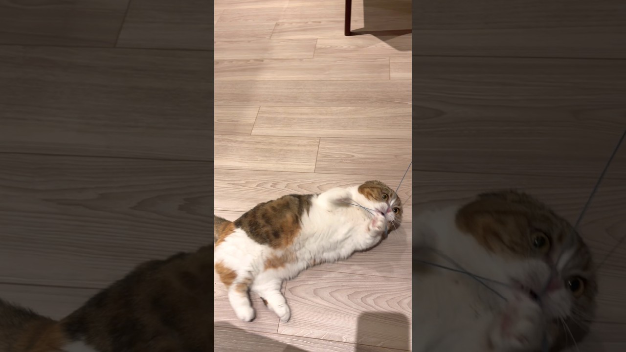 あやとりにゃんこ #ねこ#cat - YouTube