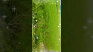 #farming #farmer #khet #sharshock #gaw #viralvideo #vilegelife