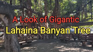 Lahaina Banyan Tree Maui Hawaii Front Street