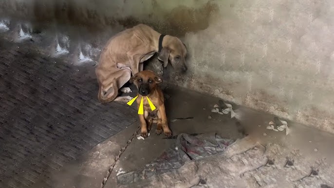 A puppy was born very poor - YouTube