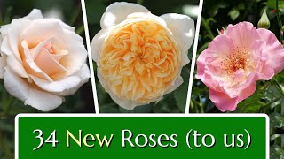 Planting a New Trial Rose Garden