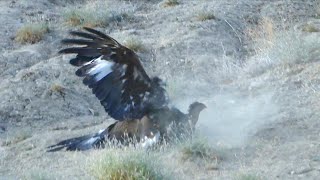Look What My Golden Eagle Caught 👀🦅
