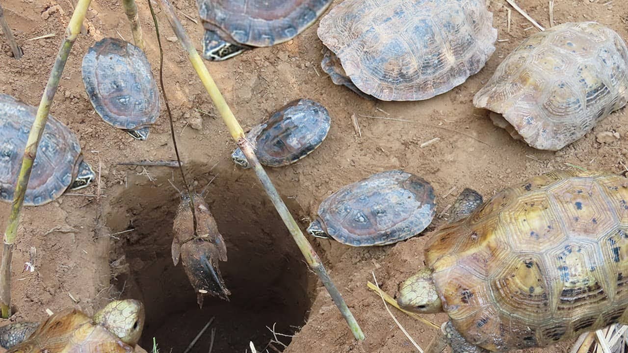 Round creative trap, Experiment for catch turtle using deep land hole in the forest how to make it
