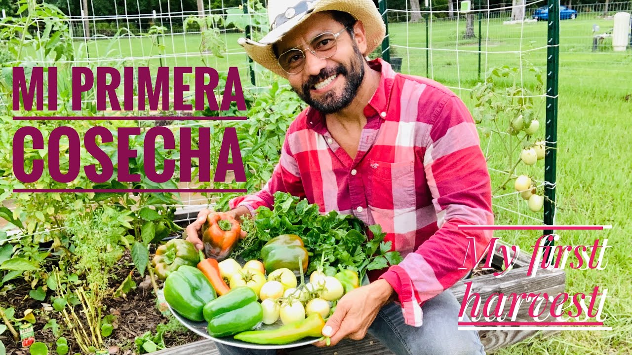 Mi Primera Cosecha del Huerto - My First Harvest - YouTube