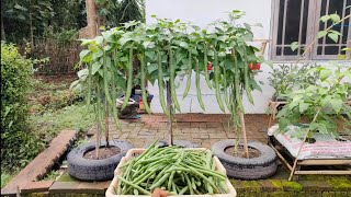 cara menanam buncis dimusim hujan panen melimpah || how to plant beans in the rainy season