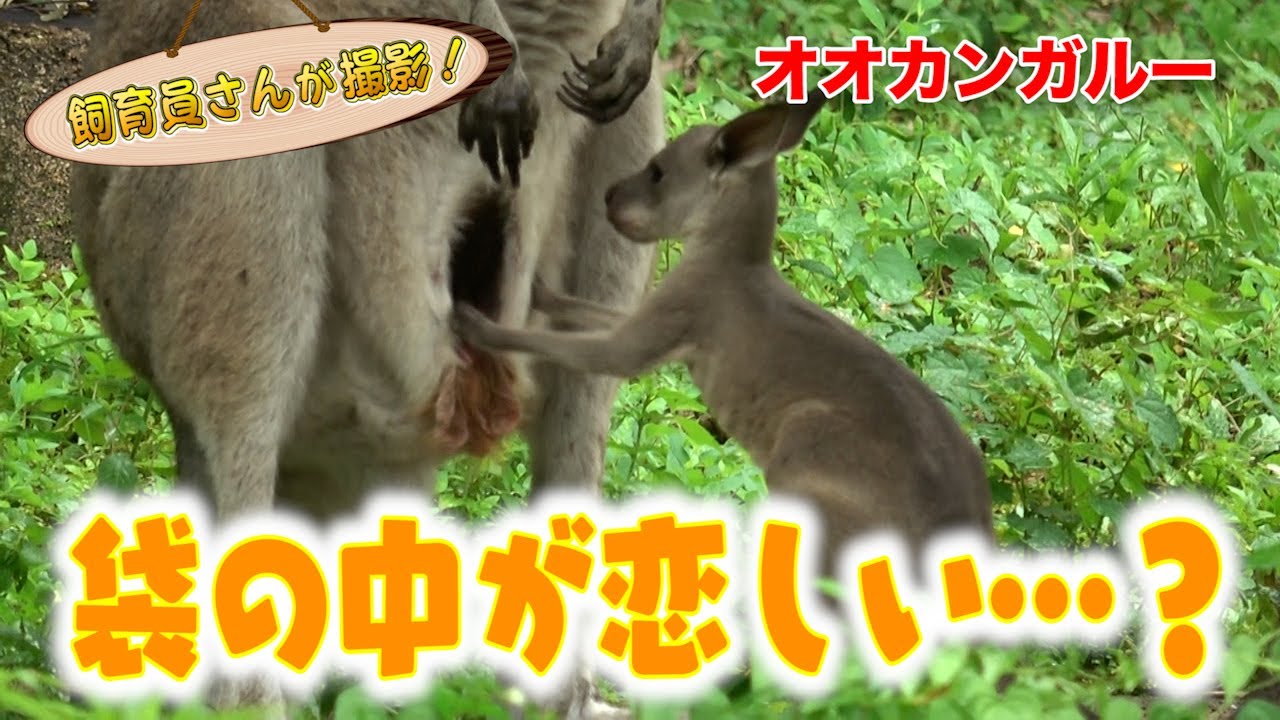 オオカンガルーの赤ちゃん お母さんの袋の中に入るかどうか悩み中