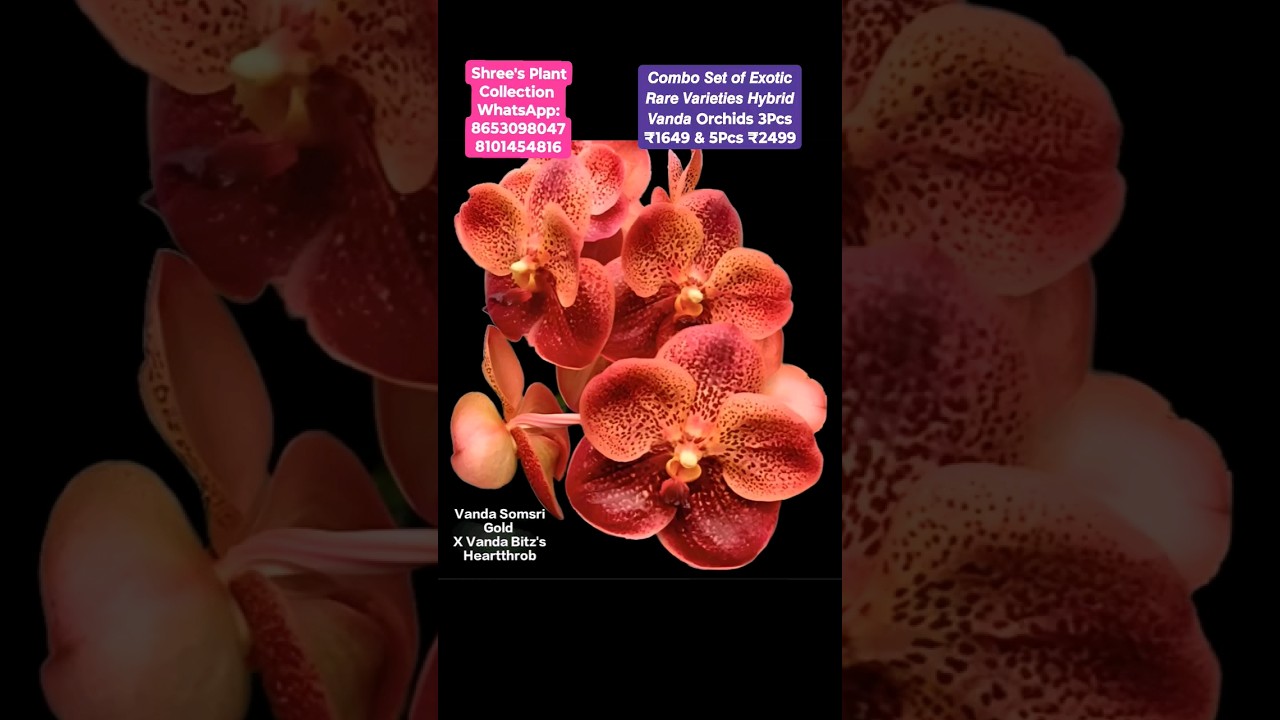 10 Exotic rare variety Vanda Orchids available for Sale. 