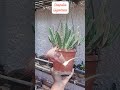 #starshape #stapelia #succulent #smelly #mystic #sundayfunday #sundayspecial #uniqueplants #mystical