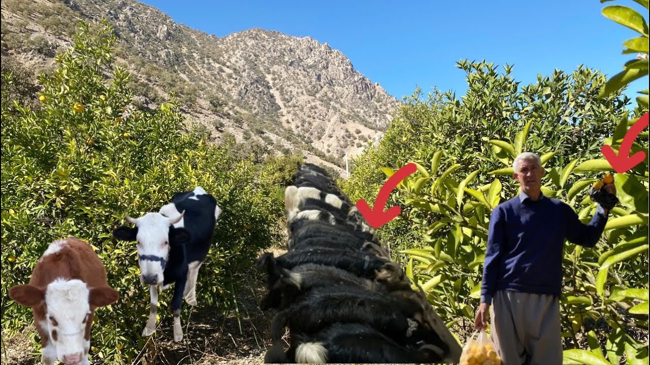 Rural life in Iran, Jahangir feeding the goats