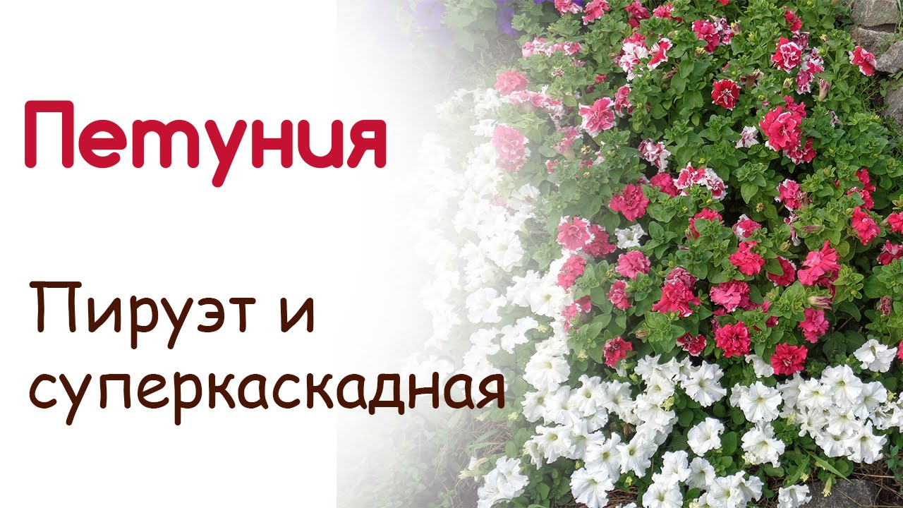 Выращивание петуний Пируэт и Суперкакадная. Внешний вид и особенности этих сортов
