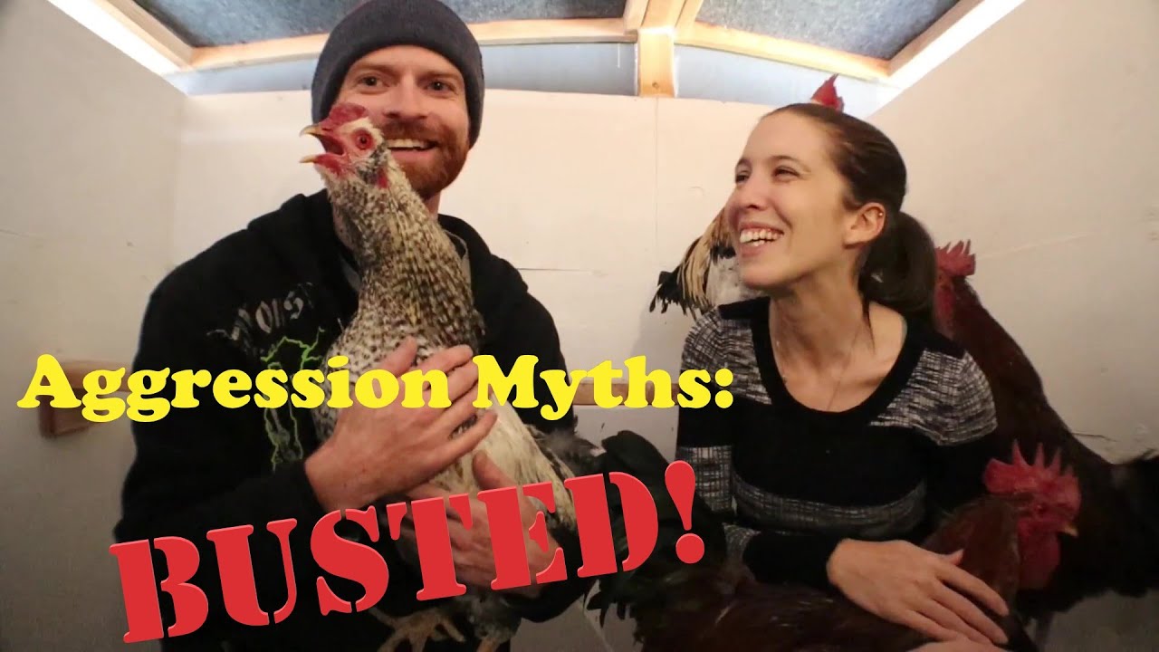 AGGRESSIVE Rooster? Here's The REAL Solution!