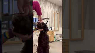 Techniques for Holding a Puppy’s Face for Trimming