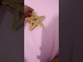 Vem que tá chegando o Natal#Natal24#diy #façavocêmesmo