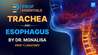 Trachea &amp; Esophagus Anatomy Made Easy | High-Yield Anatomy for MBBS