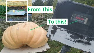 2023 Giant Pumpkin Time Lapse 2,000lbs