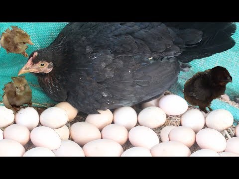 Thumbnail for Hen eggs harvesting to chicks | country eggs to new "BORN" murgi birds smallest