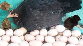 Hen eggs harvesting to chicks | country eggs to new "BORN" murgi birds smallest