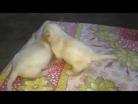 puppies-are-fighting-but-mom-knows-how-to-stop-them