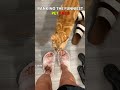 Funny Pet Fails | #shorts #cat #dog #usa