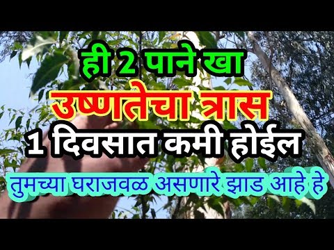 दोन पाने खाट उष्णता 1 दिन की कमी होल | उष्णता कामी करने घरगुती उपय | केवल मराठी वीडियो