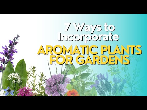 Top 7 Ways to Incorporate Aromatic Plants for Gardens - YouTube