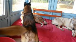 Berger Malinois et Chien Loup Tchecoslovaque - Elevage Gaia Vlka