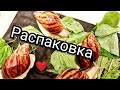 Распаковка улиток. Новые улитки. Сутуралис. Мегасы. Иммакулята