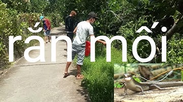 Câu rắn mối bằng con thằn lằn, Săn bắt miền tây