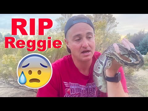 My Pet Python Has Died