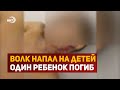 В Дагестане волк напал на детей, один ребенок погиб