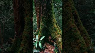 Deep Sleep in the Misty Forest 🌫️ Calm Piano Ambient for Relaxation &amp; Healing