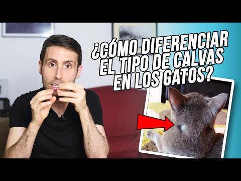 Video: Cómo saber si su gato está cerca del trabajo de parto