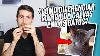 ¿Cómo puedo distinguir los distintos tipos de calvas de los gatos?