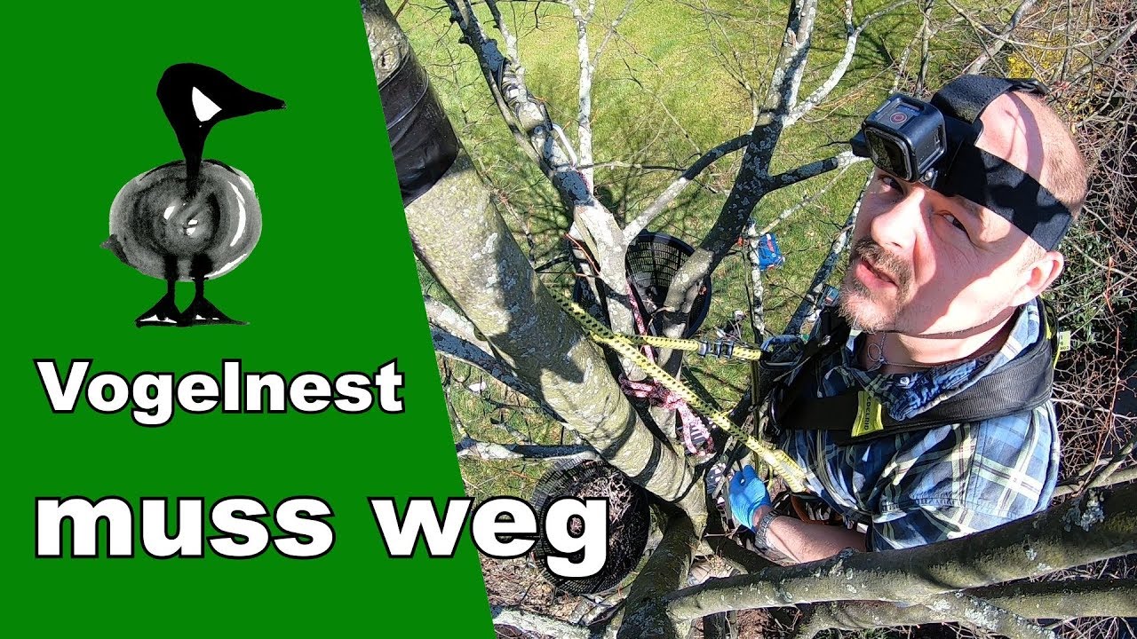 Vogelnest muss weg - Tiernotruf 