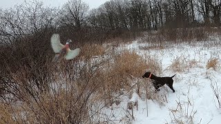 GSP Late Season Wisconsin Pheasant Hunt