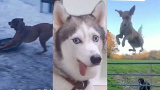 Funniest Wee Animal TikTok Trend|That Will Make You Laugh 😆🤠