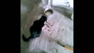 Cats weed everyday