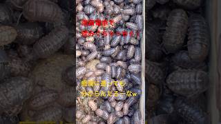 ダンゴムシ